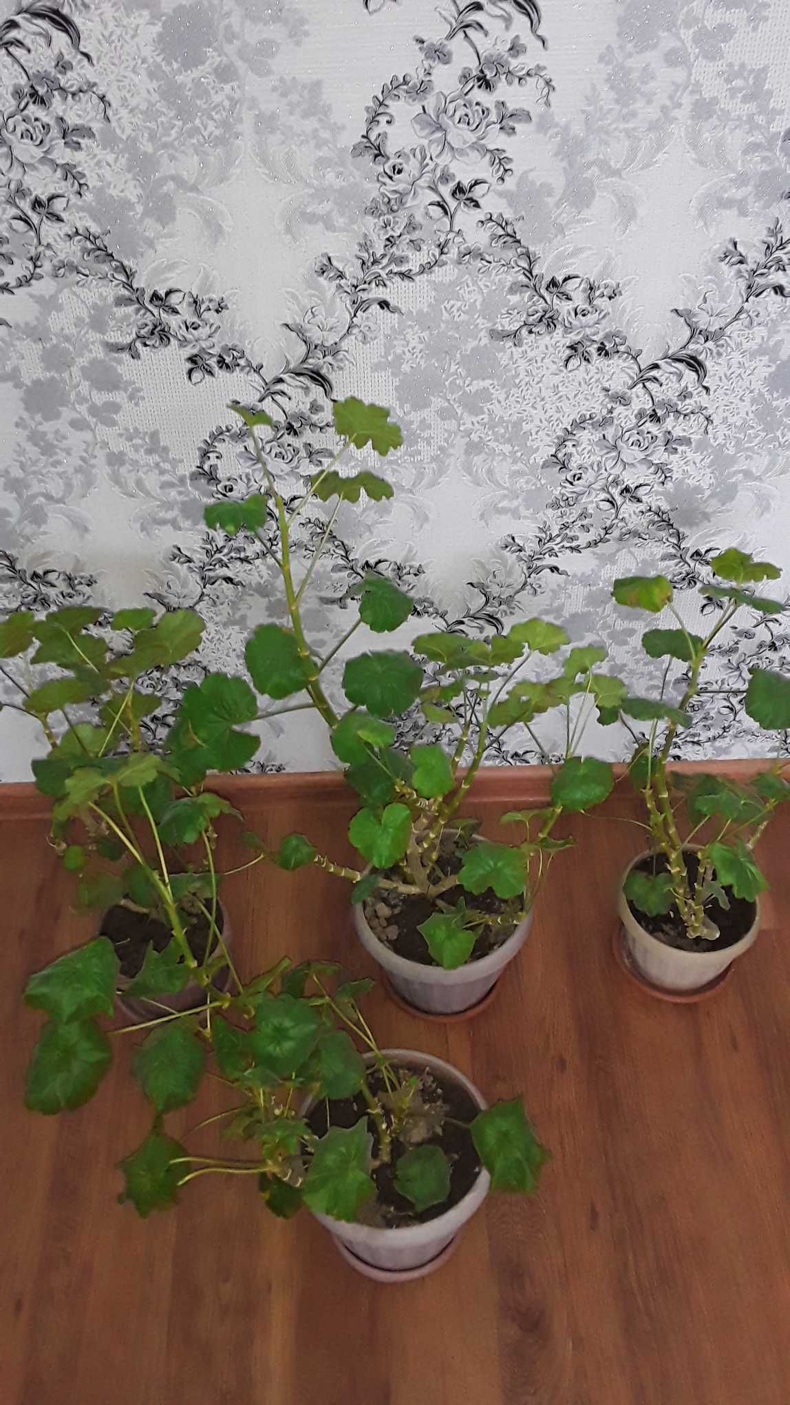 Продам комнатные цветы. Герань