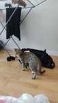 Котенок мальчик котенок