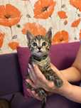 Отдам котят бесплатно в надежные руки!!