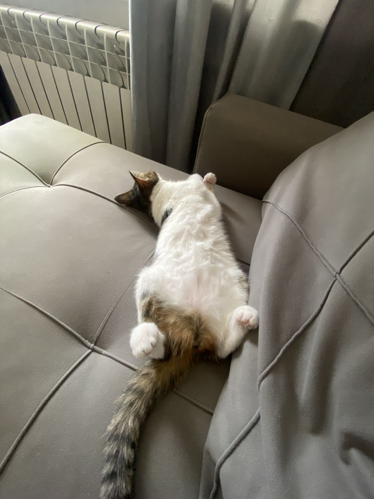котенок отдаю (девочка)