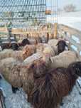 Продам баранов (годовалых) на развод, район 2 Павлолар