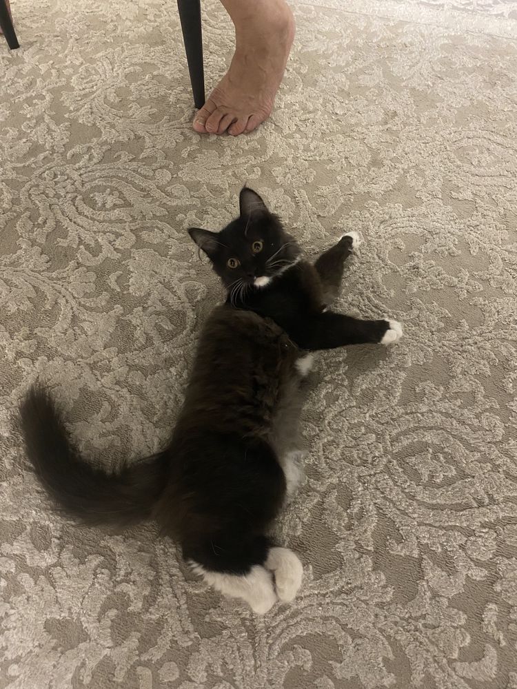 Отдам даром котенка