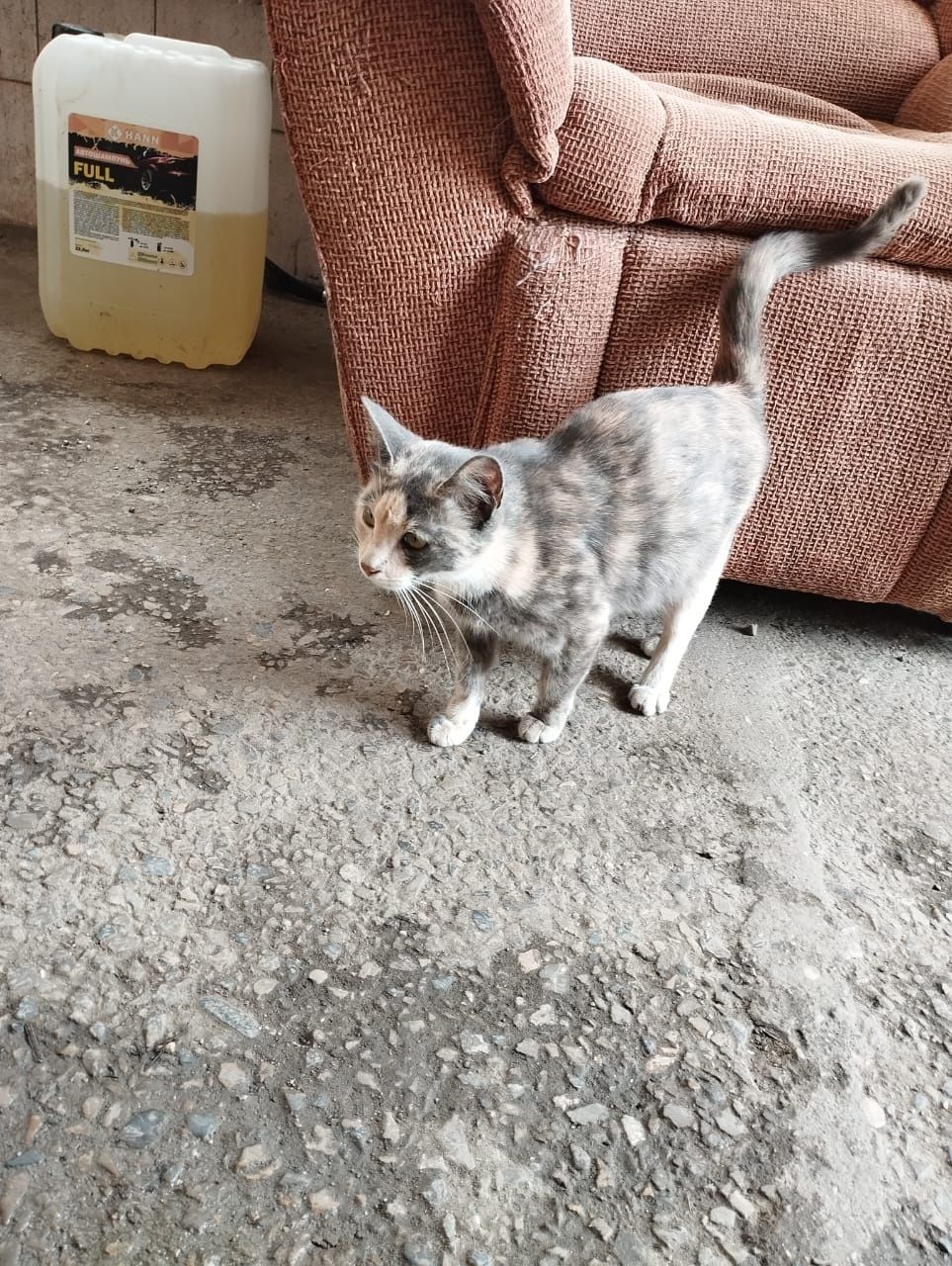 Беременная кошка