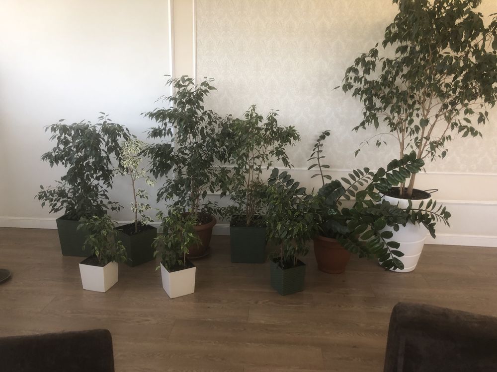 Продаются Фикусы и Замиокулькас