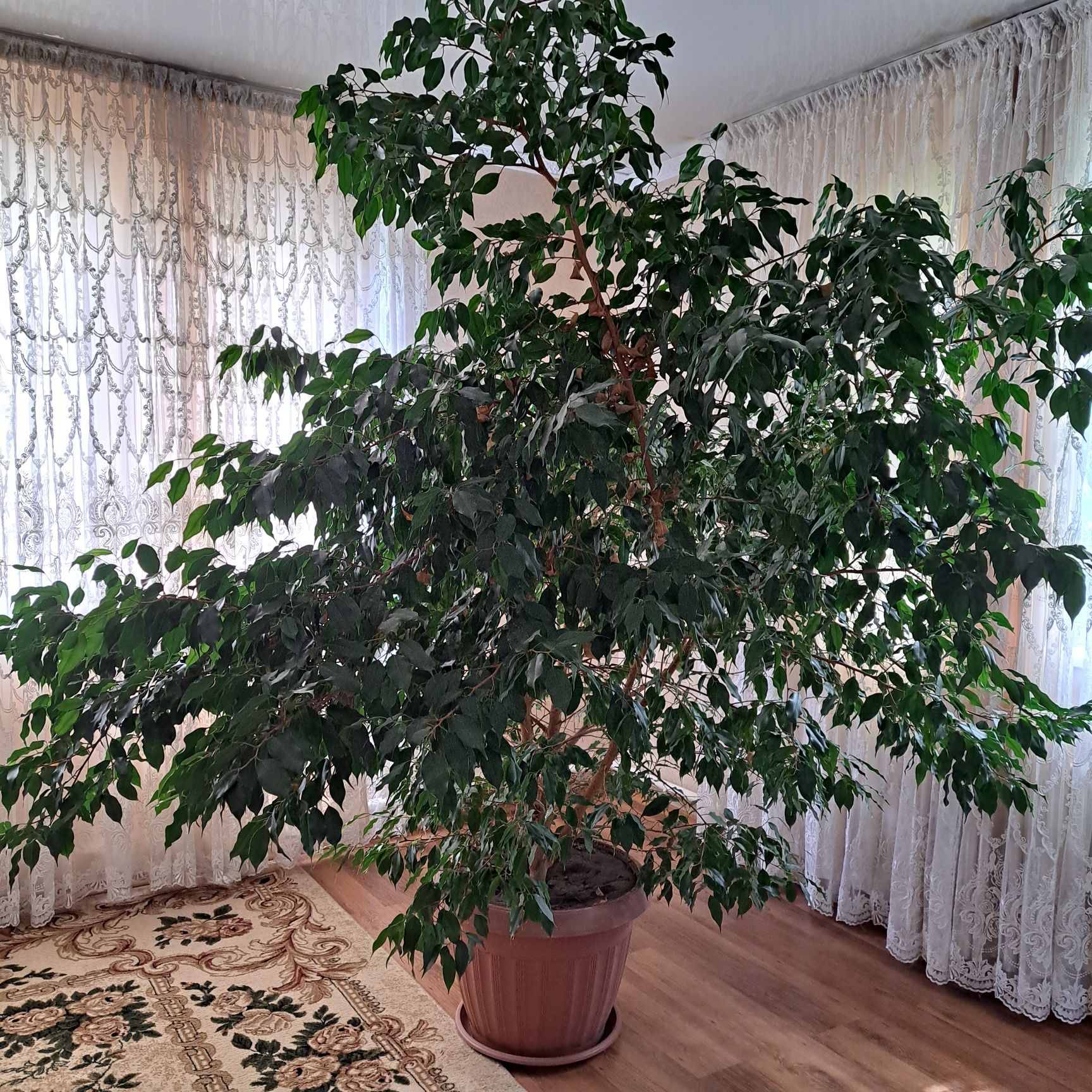 Фикус Бенджамина