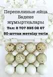 Үйдің бөдене жұмырқалары/ Домашние перепелиные яйца