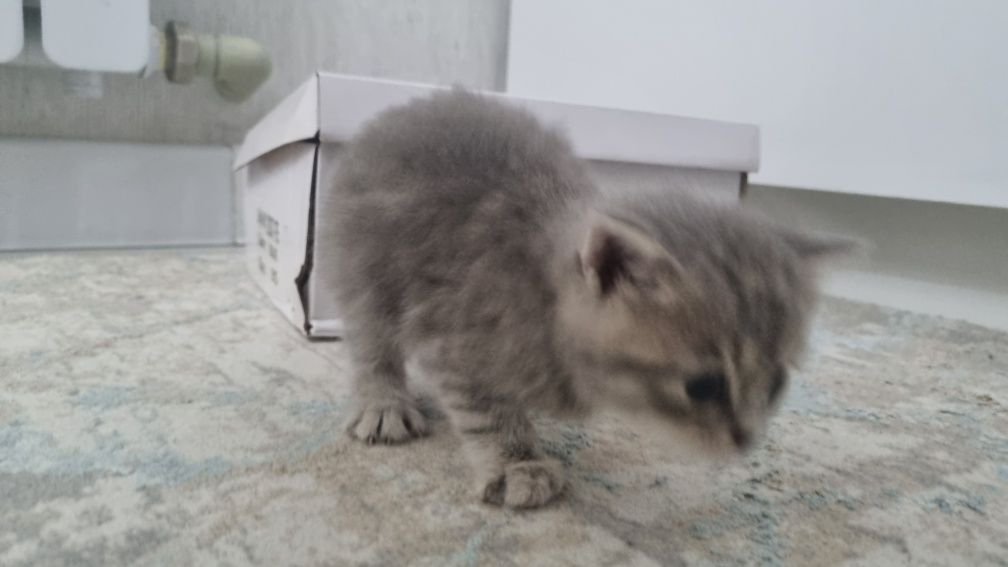 Котенок пушистый, подчиняеться приказам,не кусаеться просто играеться