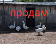 Продам прошлогодних гусей
