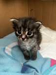 маленькие котята