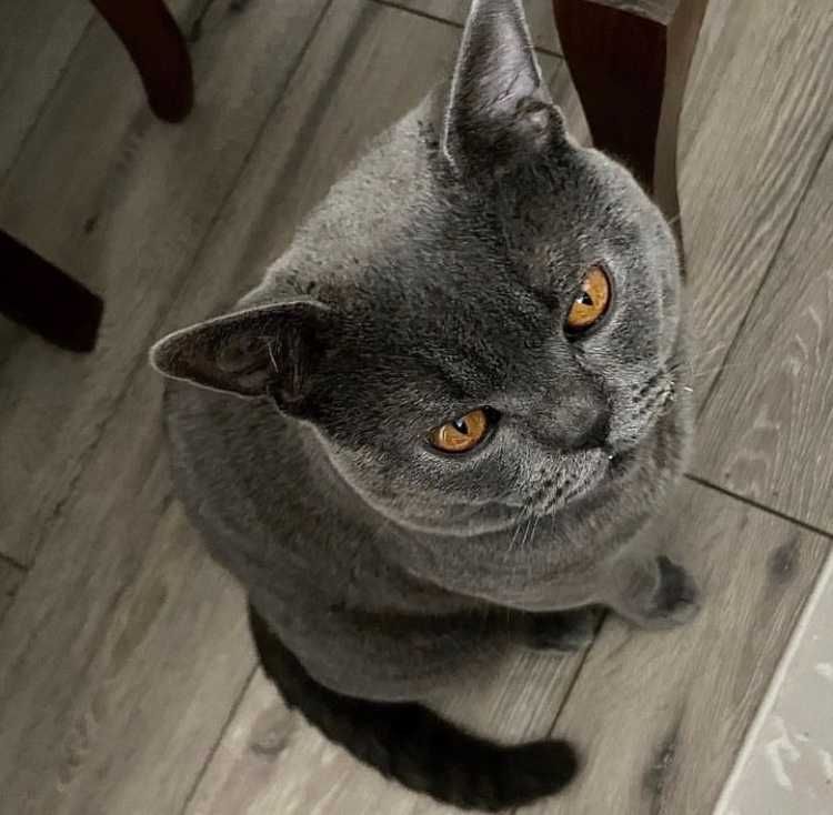 Продаются элитные котята(Скотишь фолд) ,серые ,крупные,отличная родосл