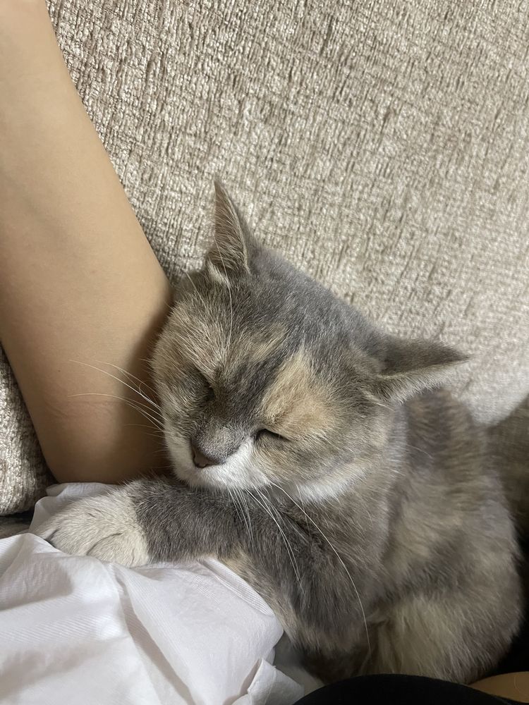 Отдам котенка в хорошие руки бесплатно