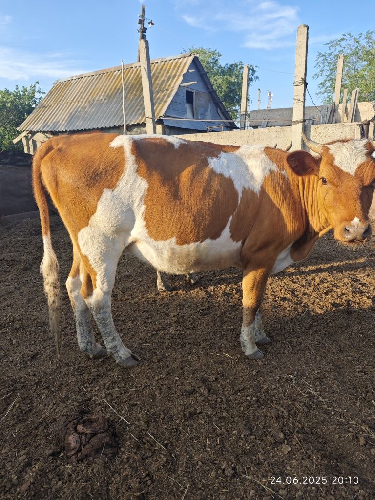 Продам две коровы