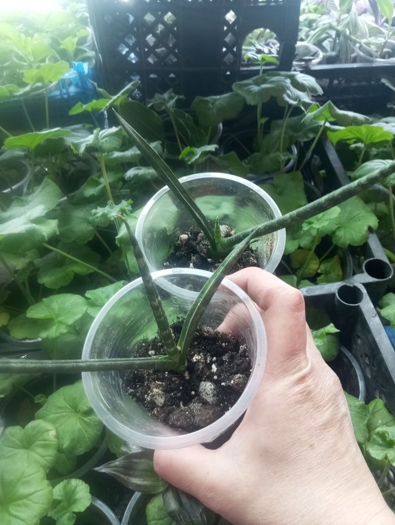 Продам комнатные цветы не дорого