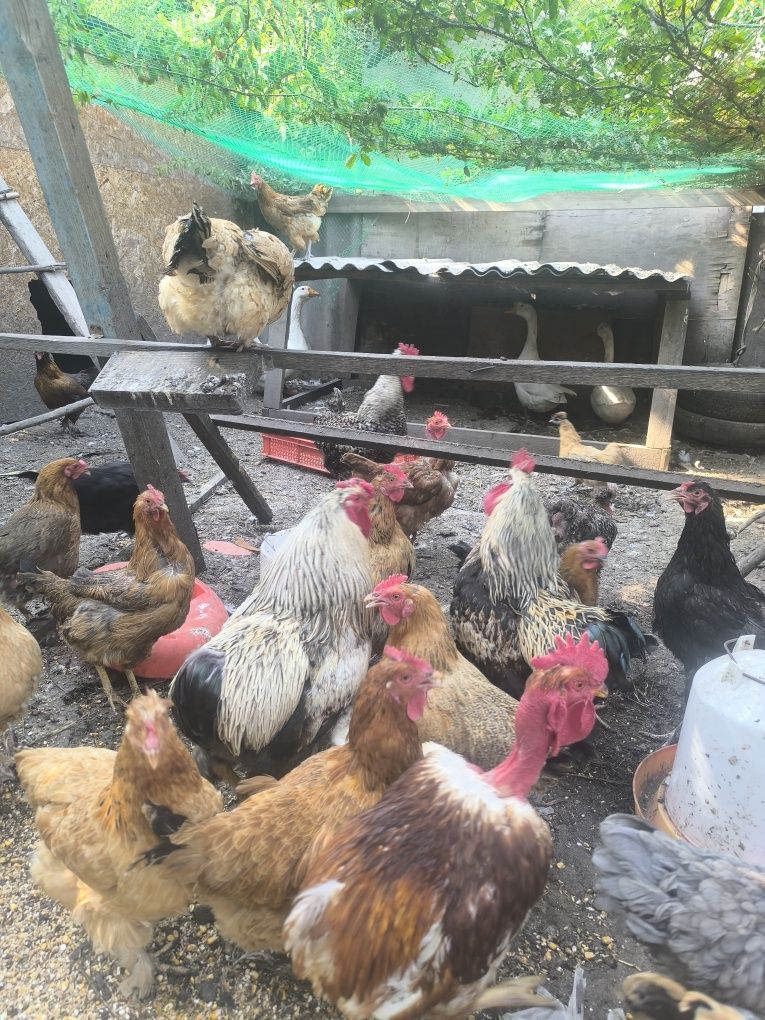 Продам петухов ,гусей и уток
