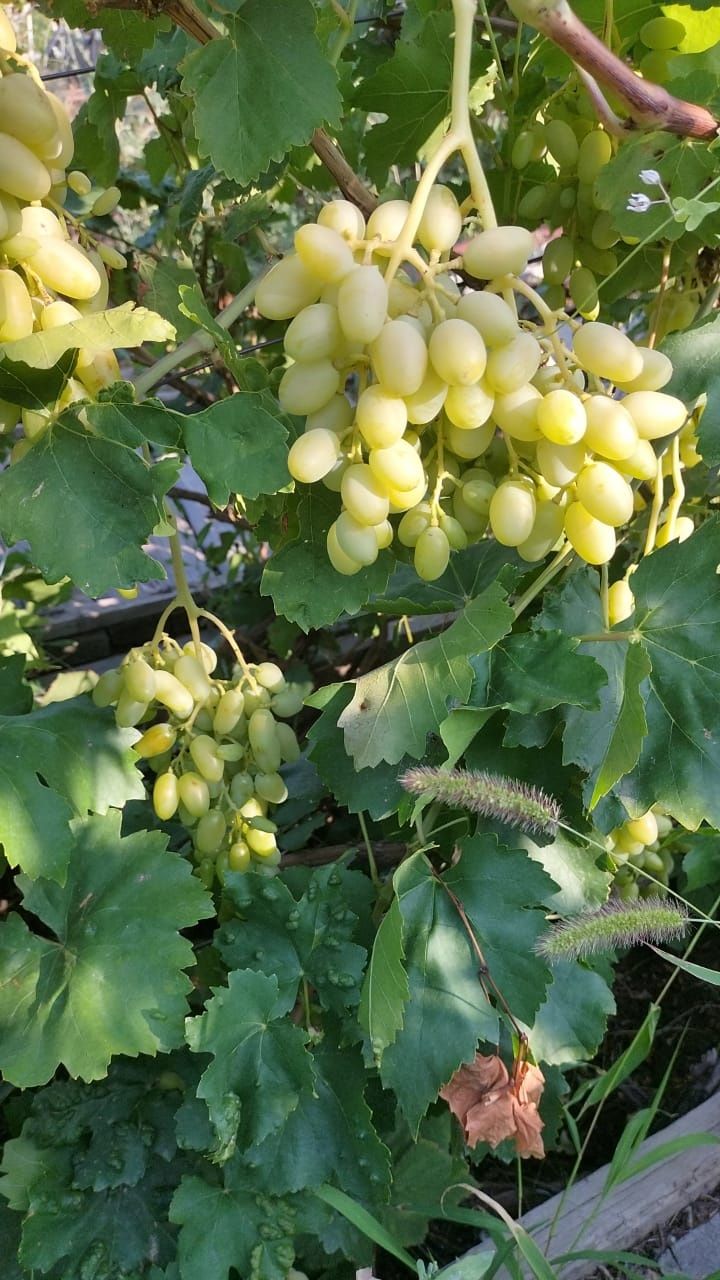 Продам дачу зима лето