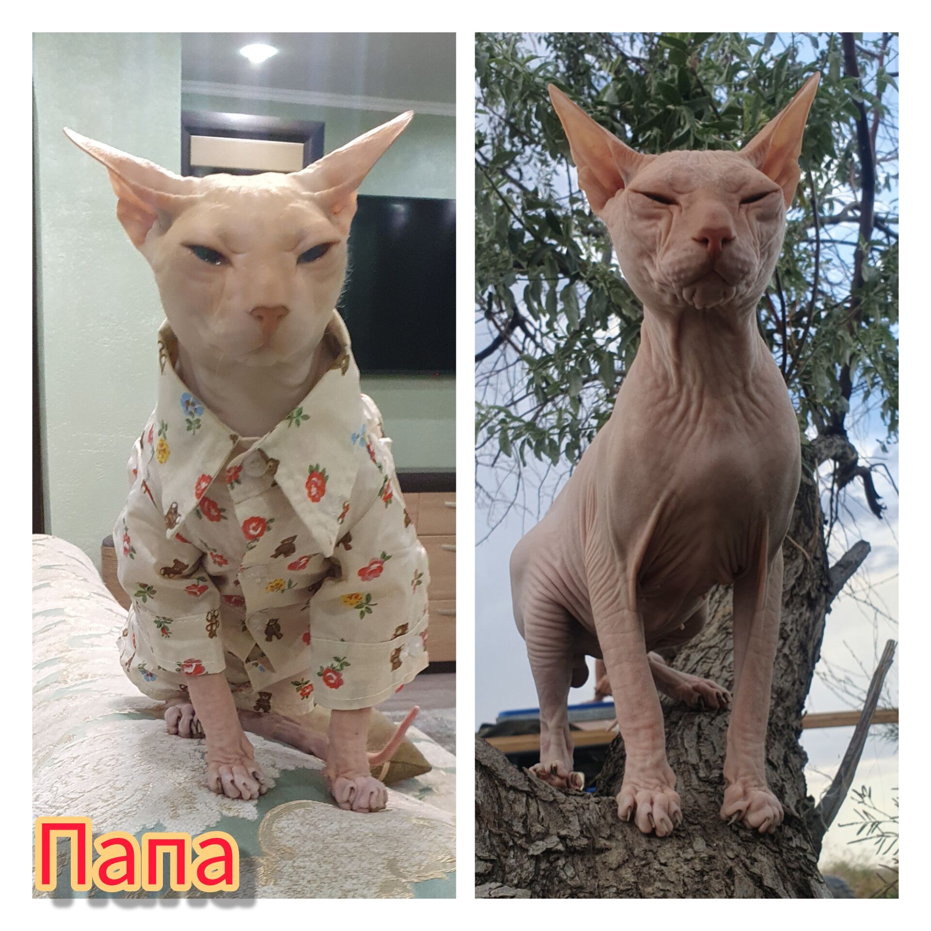 Сфинкс котята канадский