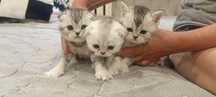 Продаются Котята шотландцы (скотиш фолд)
