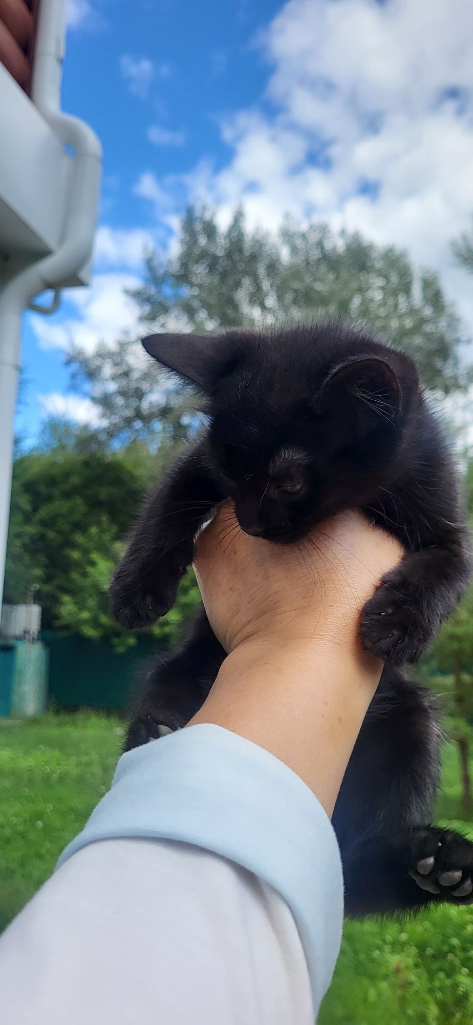 Отдам котенка чёрного красивого