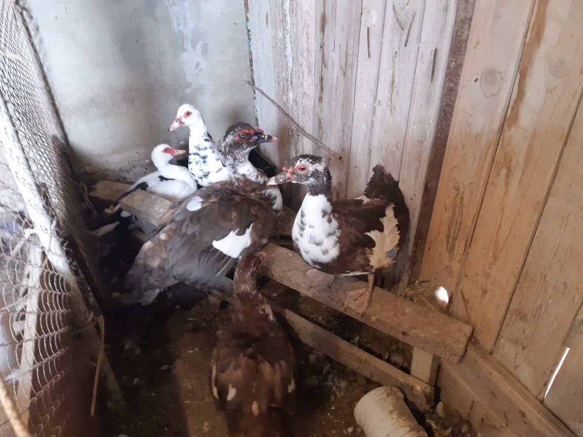 Индаутки продаётся молодые