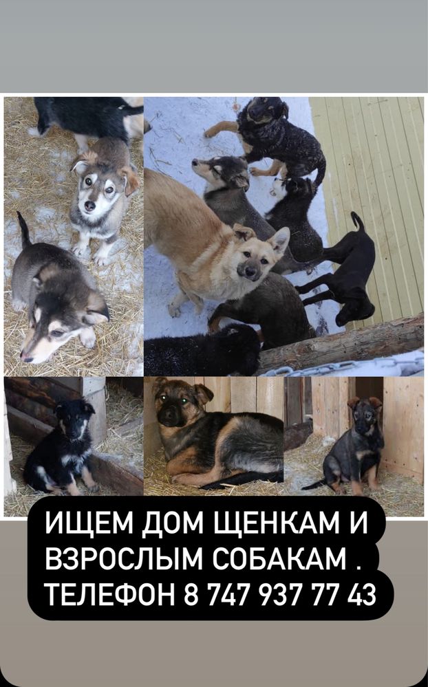 Щенки ищут дом
