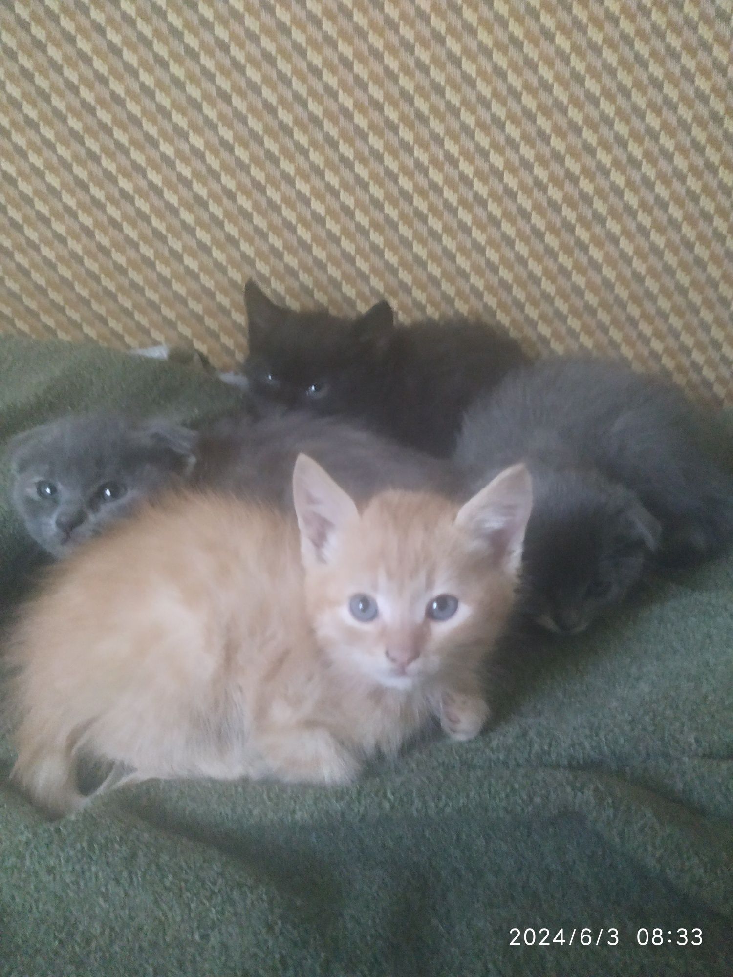 Отдам котят в хорошие руки