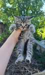 Котята ищут добрые ручки!
