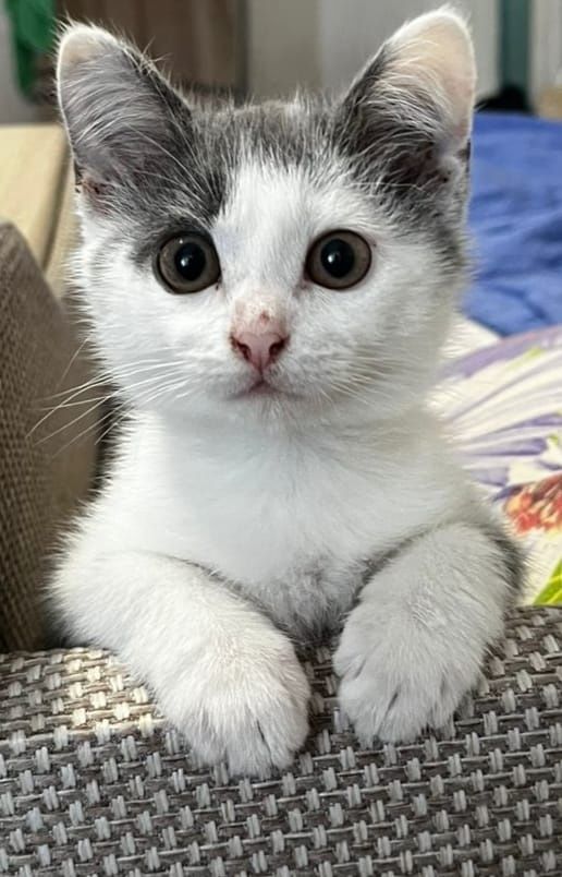 дарим котенка девочка