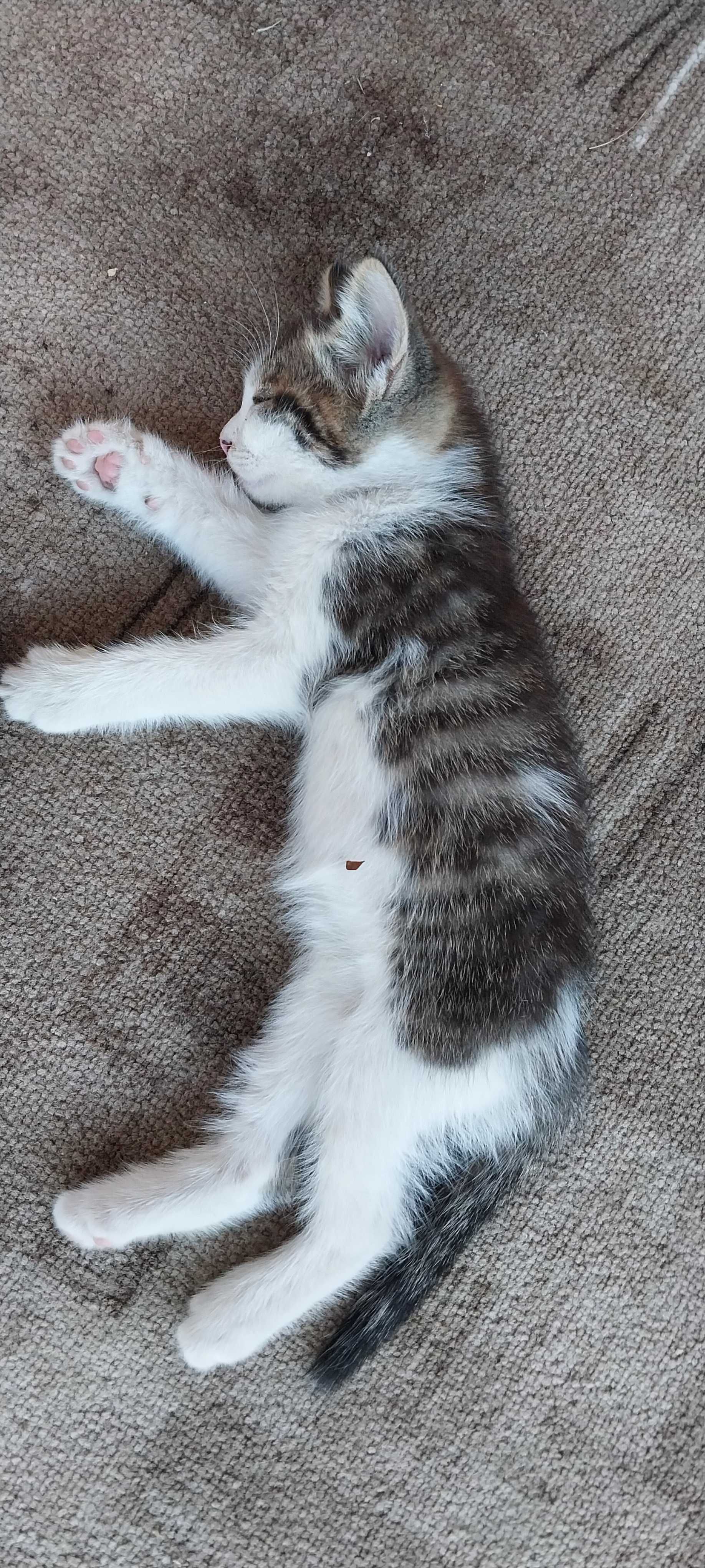 Отдам  в добрые руки котят