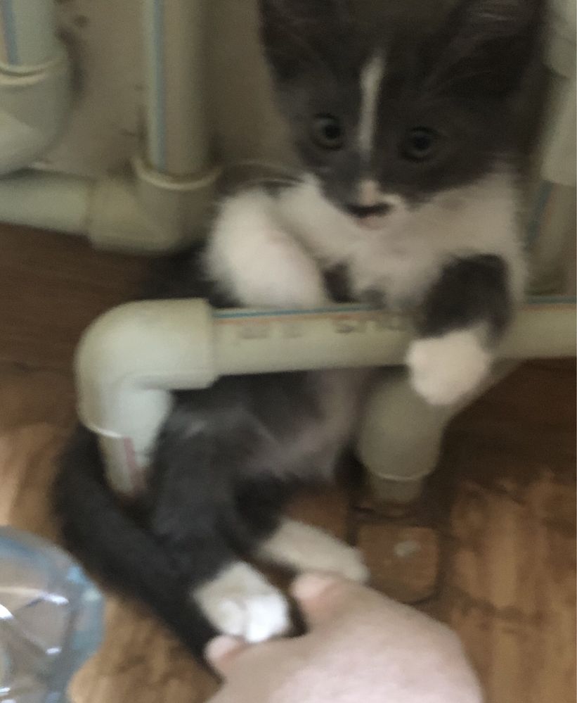 Котята , дрмашние. В добрые руки.