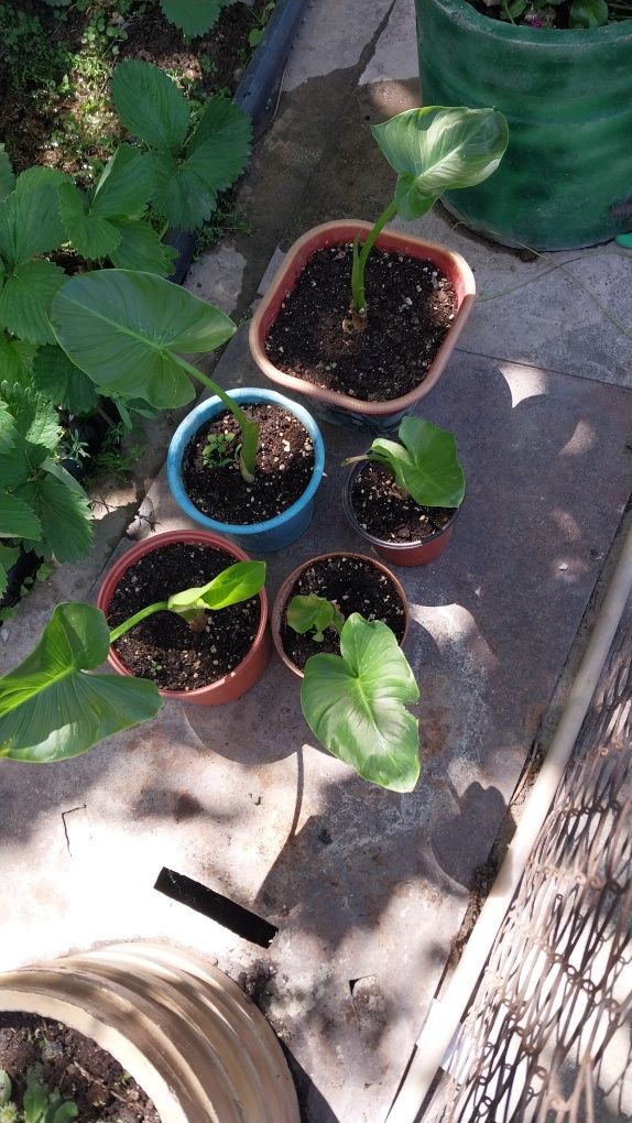 Продам калы домашние