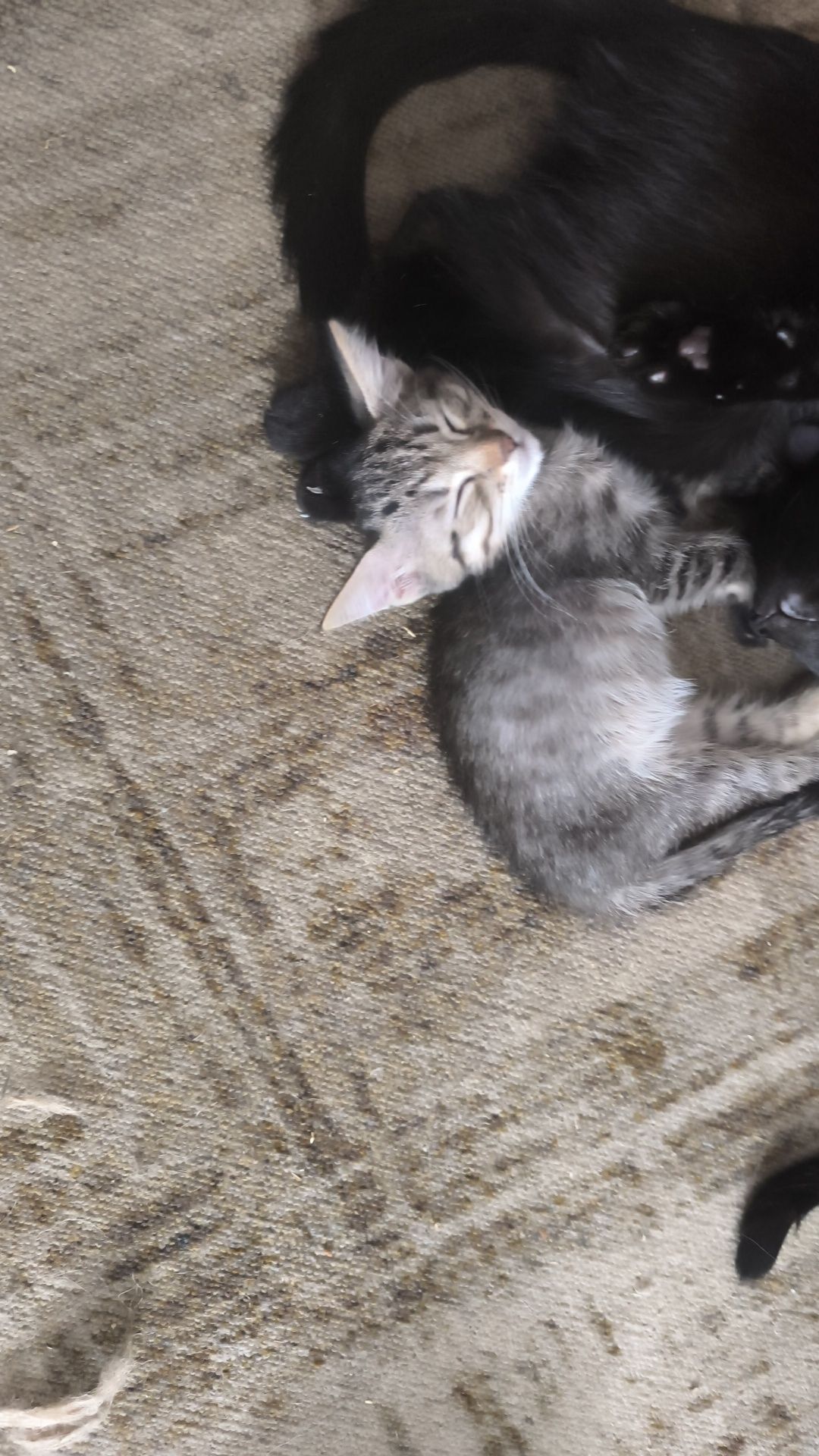 Отдаю котят домашних в добрые руки