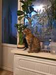 Отдам в хорошие руки кота...порода вислоухийй