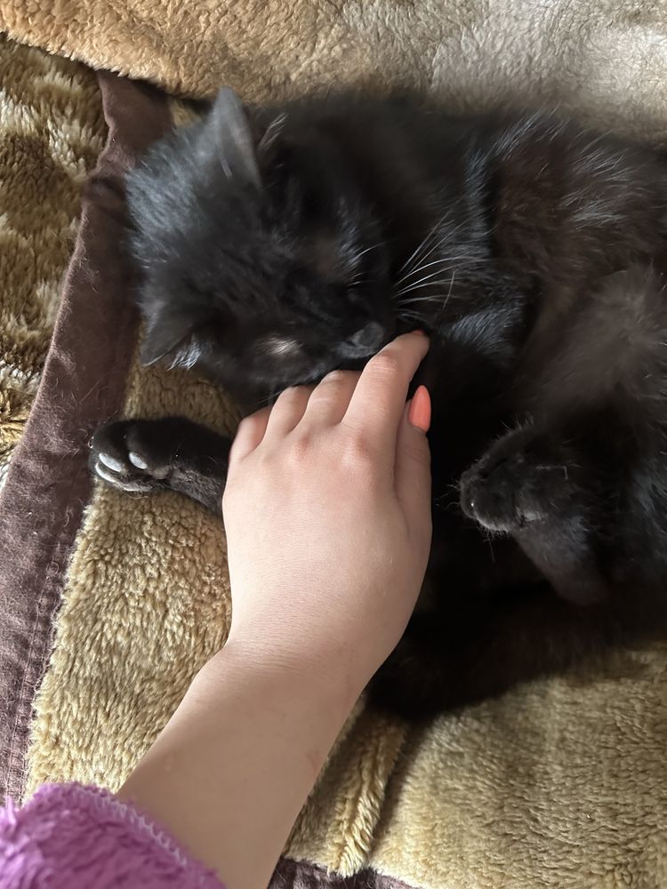 Кошечка в добрые ручки