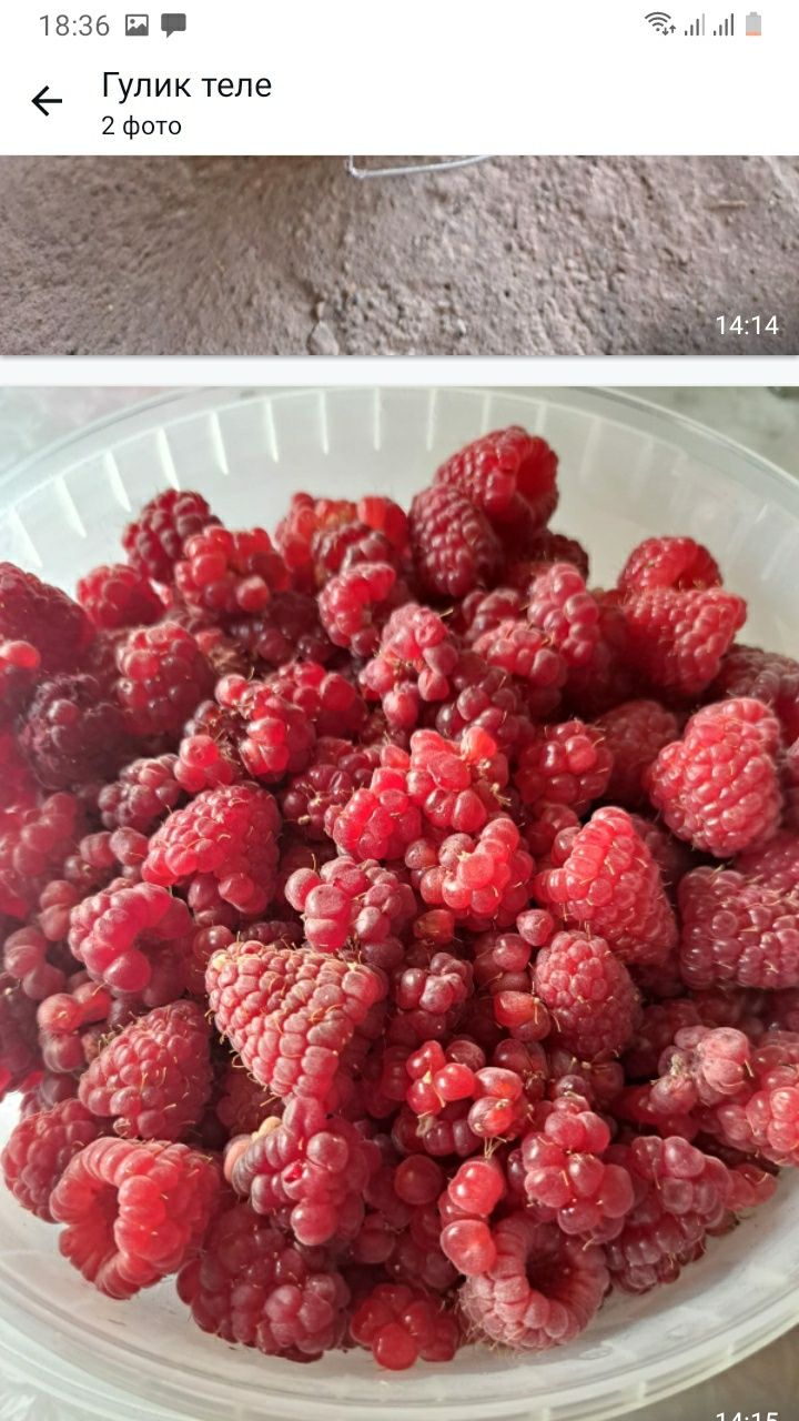 Продам малину сорт"Полана"