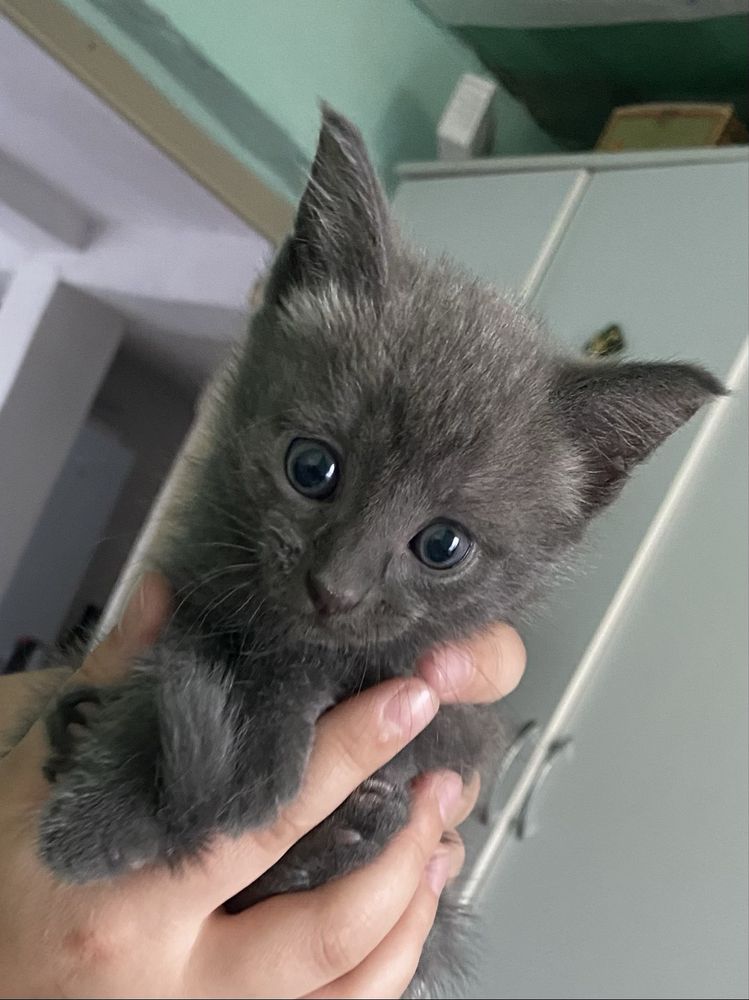 Отдам котят 1.5 месячные