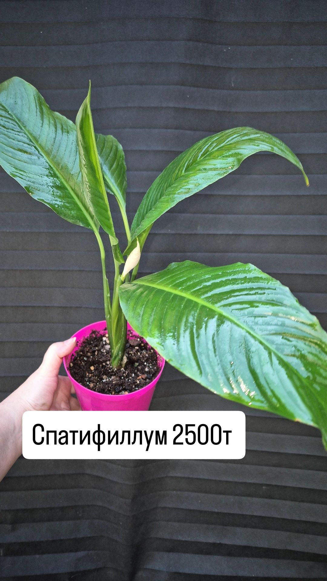 Комнатные растения Табернемонтана, Клеродендрум Шмидта