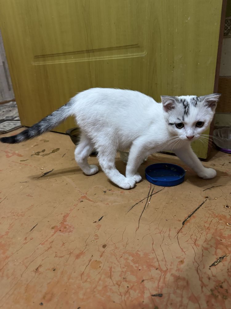 Котята шотландцы в добрые руки !