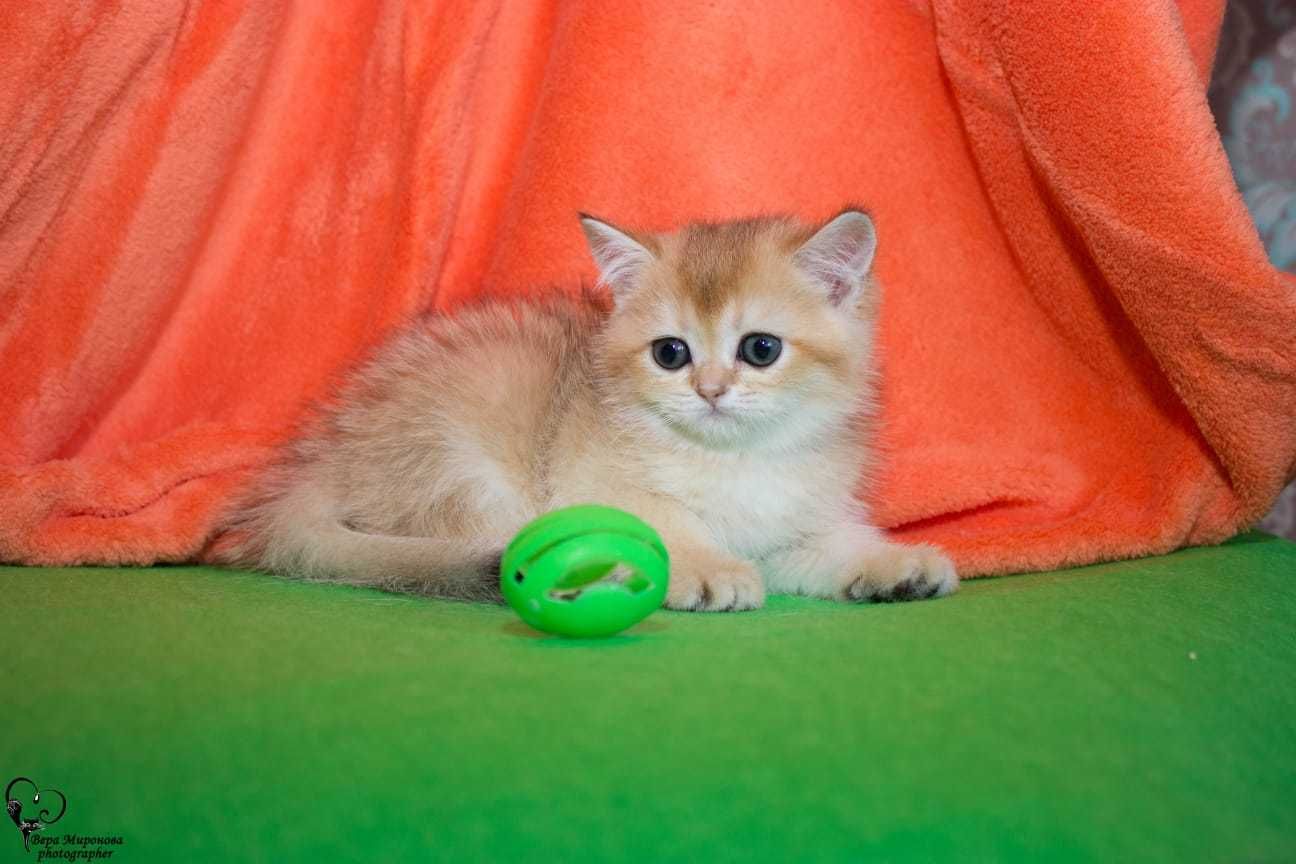 Продаются очаровательные котята
