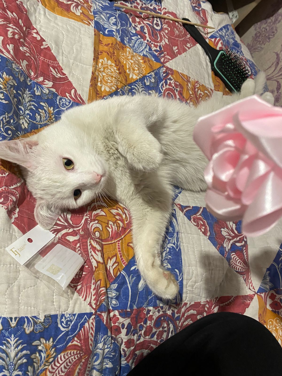 Одам кота  бесплатно