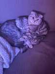 Вислоухие кот и кошка