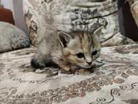 Котята ищут дом!