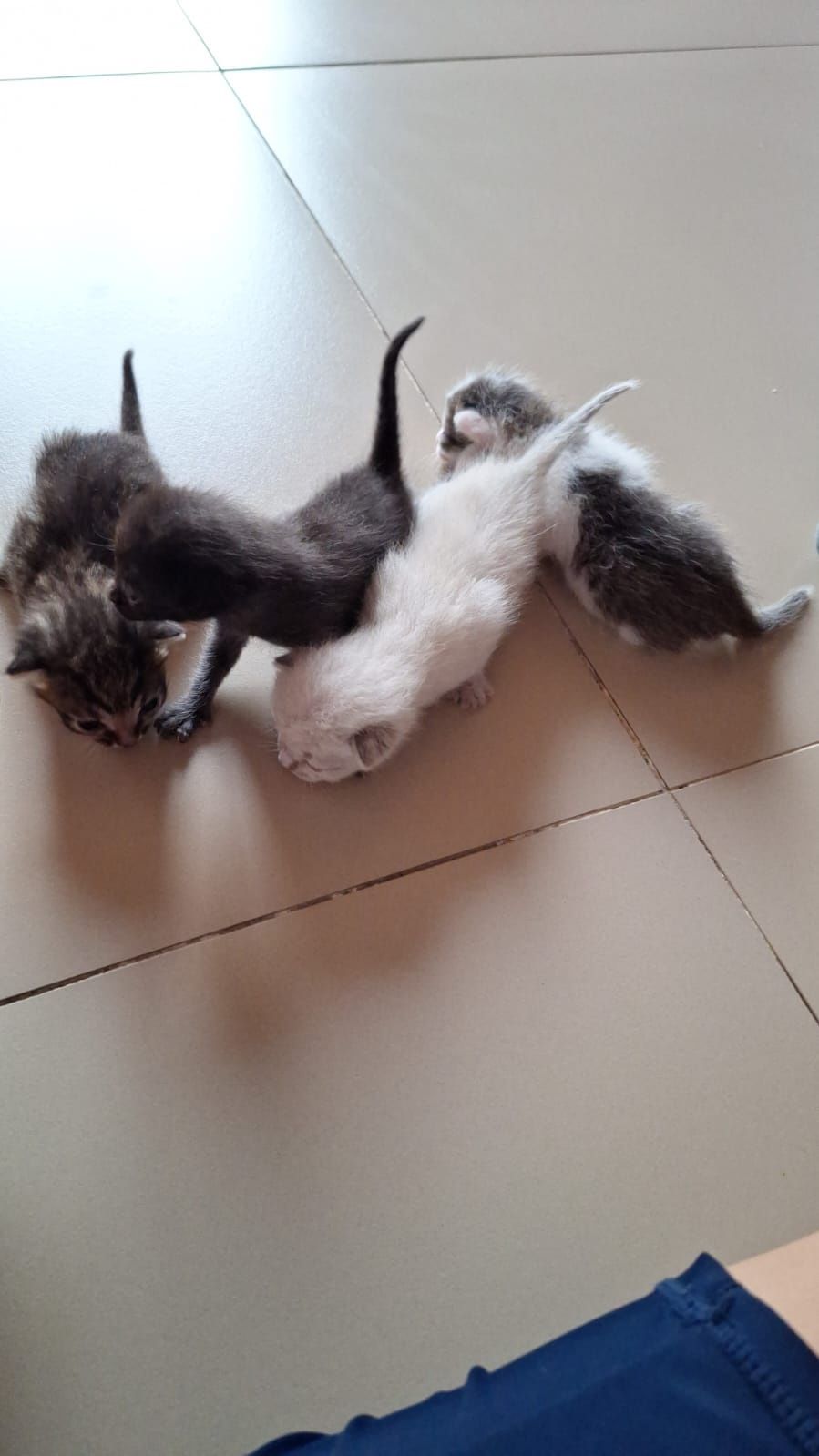 Котята. Породистый