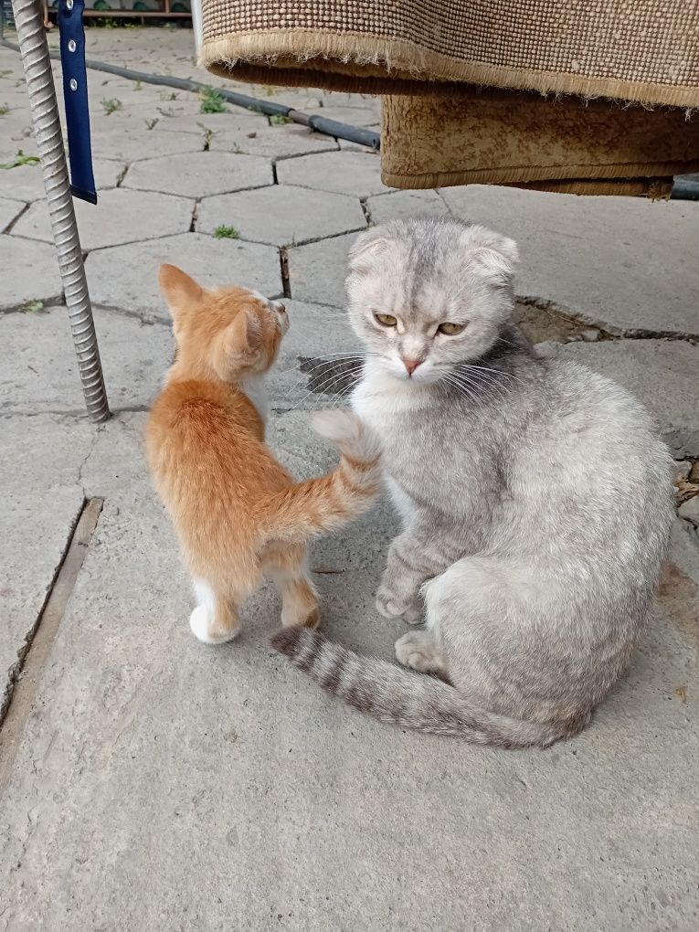 Котята мальчики отдам даром