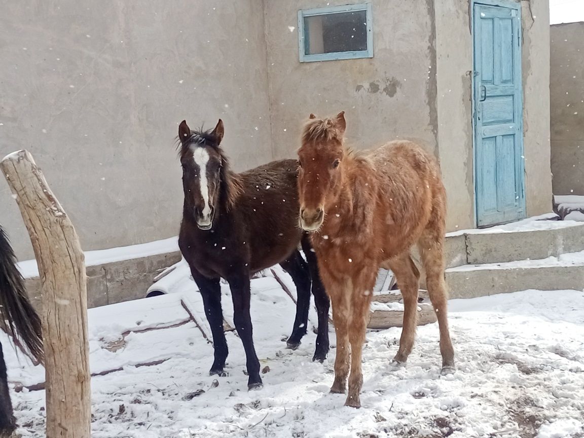 Тайлар сатылады еркек
