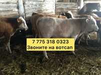 Продам бычки телята ангустята голшт опщое