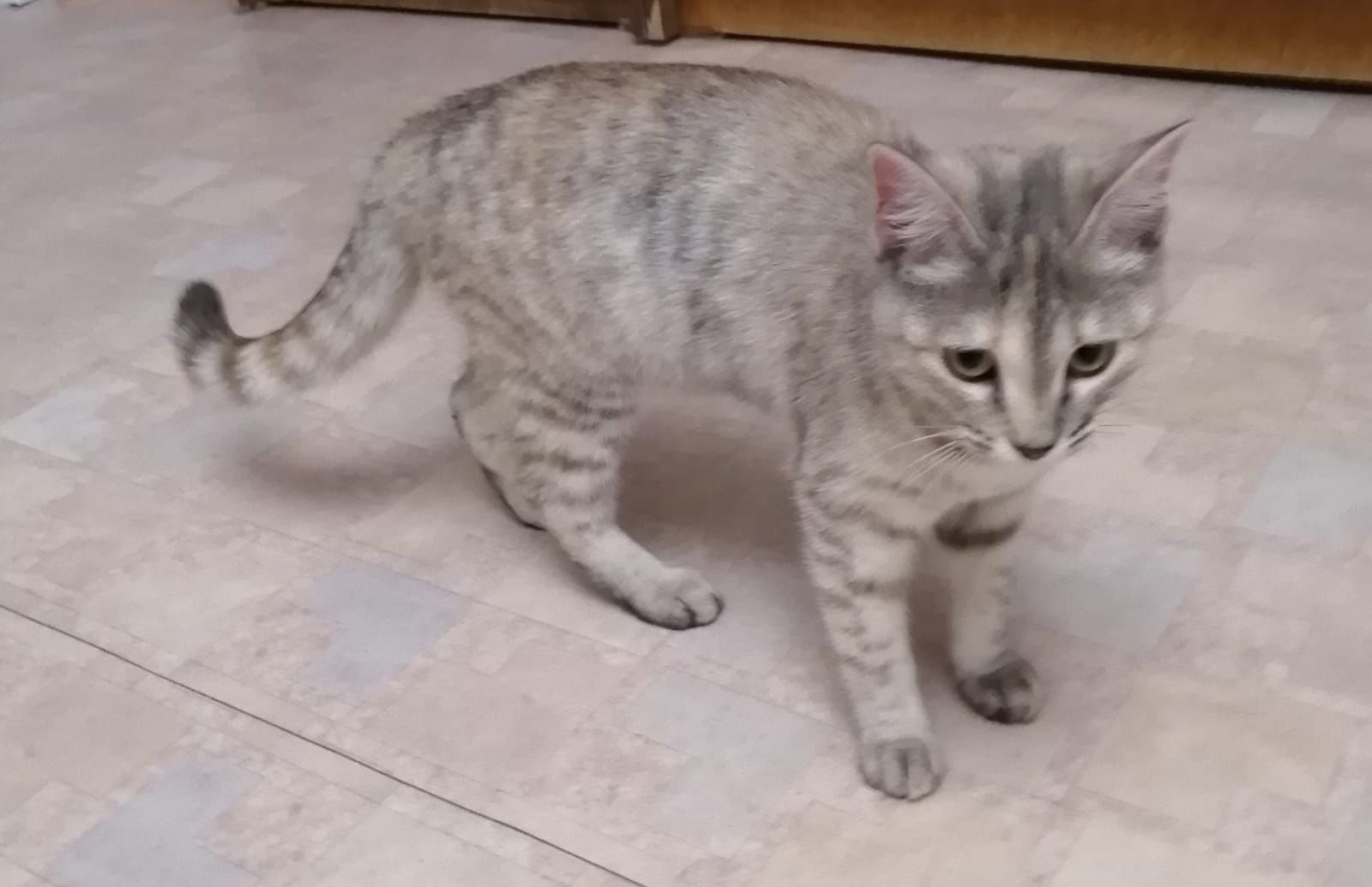 Полупородистая кошечка Сима.Стерелизована