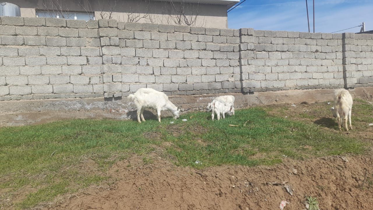 Зааненский ешкі екі лағымен