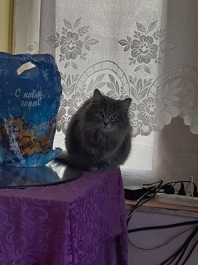 Отдам кошечку в добрые руки