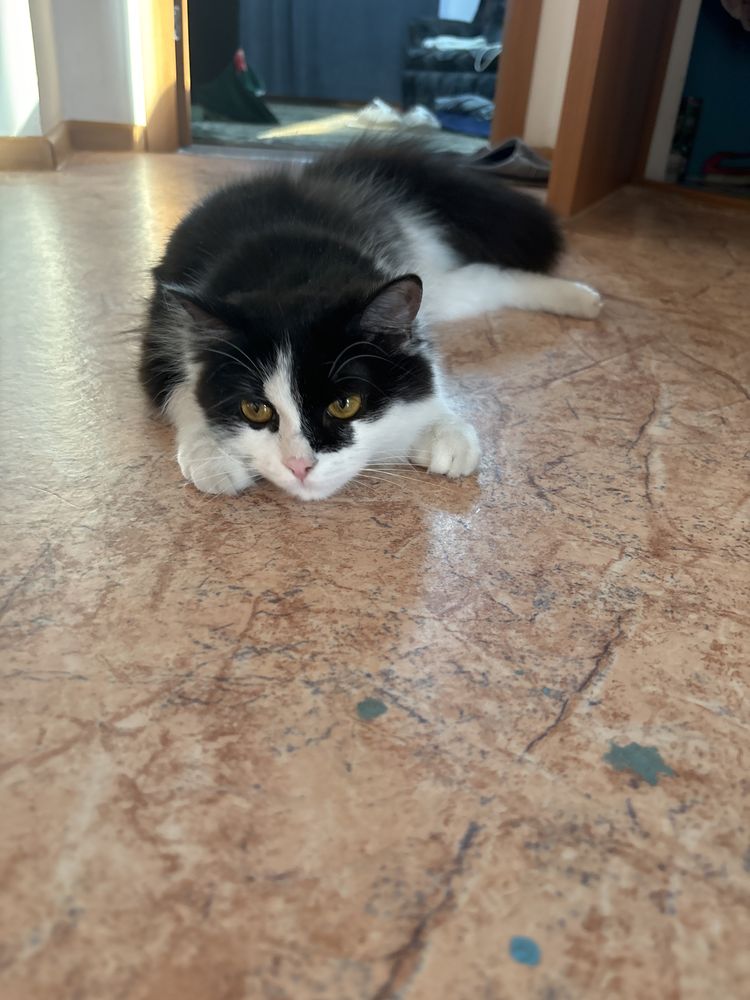 Отдам в добрые руки котика