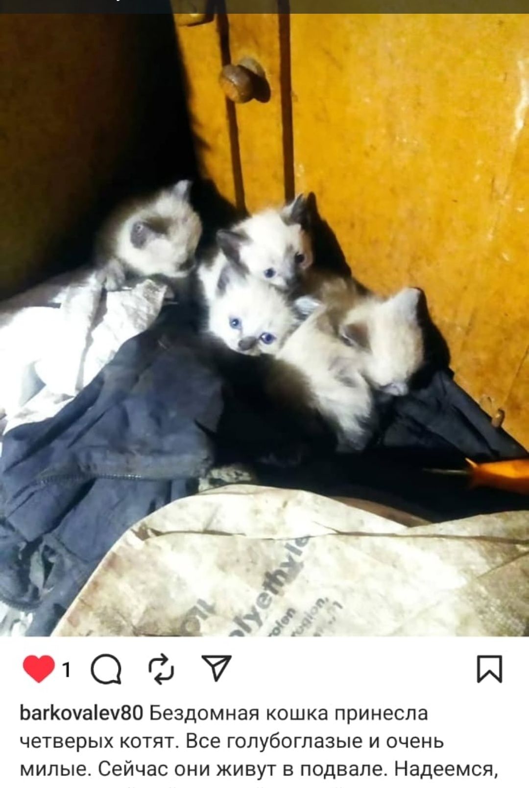 Дарю котят!      .